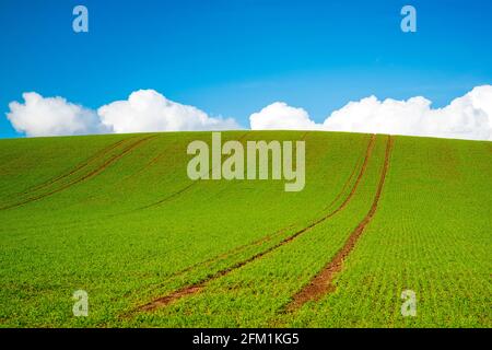 Herbe verte dans un champ avec un ciel bleu et des nuages en arrière-plan. Banque D'Images