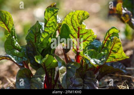 Les feuilles de betteraves fleurissent dans le jardin de printemps. Mise au point sélective. Banque D'Images