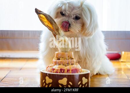 Chien célébrant son anniversaire avec de la viande de gâteau saine et le lapin oreille Banque D'Images