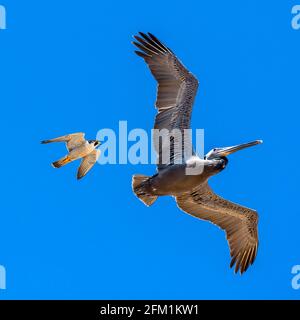 En tant qu'oiseau le plus rapide au monde, le faucon pèlerin n'a aucune difficulté à rattraper sa victime. SAN DIEGO, États-Unis : un PHOTOGRAPHE a capturé la inc Banque D'Images