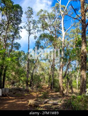 Eucalyptus le long du sentier de randonnée de Castle Rock à Porongurup National Parc Australie occidentale Banque D'Images