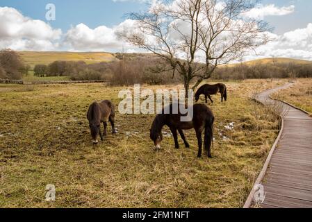 Pacage Exmoor ponies atTarn Moss National Trust Malham Banque D'Images