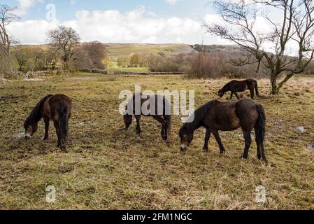 Pacage Exmoor ponies atTarn Moss National Trust Malham Banque D'Images