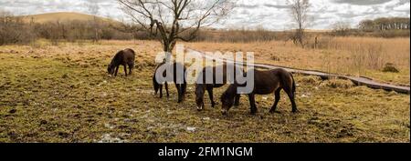 Pacage Exmoor ponies atTarn Moss National Trust Malham Banque D'Images