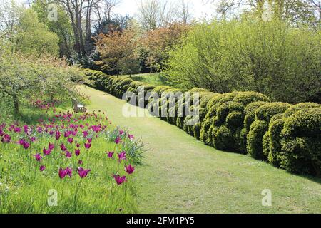 Arundel Castle Tulip Festival - 2021 - jolie banque de plantations de tulipes face à la couverture taillé de nuages dans un cadre boisé. Banque D'Images