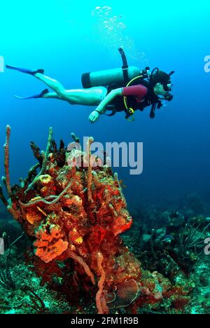 Plongeur de plongée femelle sur éponge et récif de corail, îles Rosario, au large de Cartagena, Colombie Banque D'Images