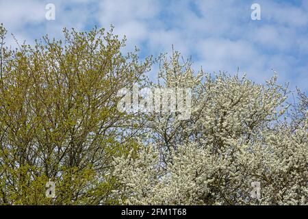 Belliciste en fleurs (Crataegus), Réserve naturelle de Gelting Birk, Gelting Bay, Schleswig-Holstein, Allemagne Banque D'Images