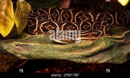 Serpent mortel toxique Urutu. Serpent dangereux dans le zoo. Photo de terrarium Banque D'Images