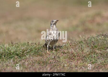 La muguet du sifflet (Turdus visciphorus) se forant sur le sol Banque D'Images