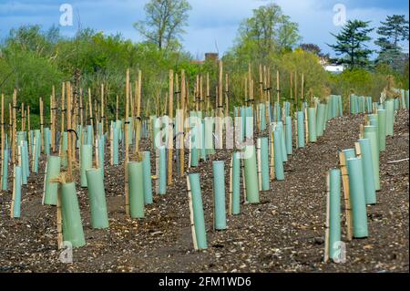 Slough, Berkshire, Royaume-Uni. 4 mai 2021. Nouveaux arbres de jeunes arbres pour remplacer les nombreux arbres matures et de couverture. La M4 est en cours de modernisation pour devenir une autoroute intelligente avec toutes les voies de circulation (ALR). Il reste un énorme composé à Slough près de Datchet dans les champs qui avaient autrefois des chevaux paître en eux. La zone est maintenant méconnaissable suite à la démolition du pont existant à travers la M4. Il y a eu 38 morts sur les autoroutes intelligentes au Royaume-Uni au cours des 5 dernières années. Des statistiques récentes ont montré que le taux de mortalité sur les autoroutes intelligentes en 2019 était 8% plus élevé que sur les autoroutes conventionnelles qui étaient encore Banque D'Images