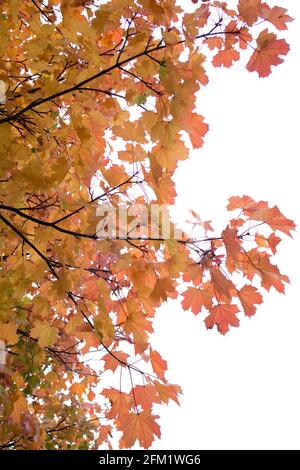 feuilles d'érable orange rouge colorées sur fond blanc Banque D'Images