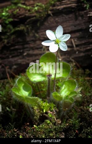 Anemone hepatica (syn. Hepatica nobilis), l'hepatica, le livermoort commun[2], le kidneymoort, ou pennymoort, est une espèce de plante à fleurs dans le buttercu Banque D'Images