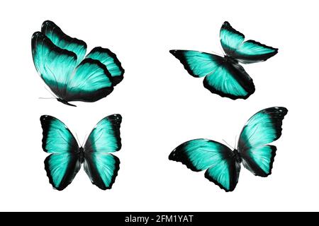 un ensemble de papillons colorés est isolé sur fond blanc. papillons tropicaux. insectes volants. Photo de haute qualité Banque D'Images