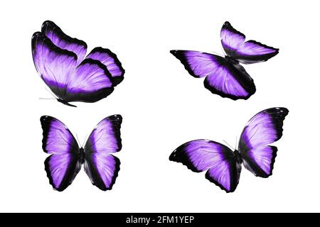 un ensemble de papillons colorés est isolé sur fond blanc. papillons tropicaux. insectes volants. Photo de haute qualité Banque D'Images