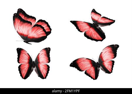 un ensemble de papillons colorés est isolé sur fond blanc. papillons tropicaux. insectes volants. Photo de haute qualité Banque D'Images