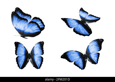 un ensemble de papillons colorés est isolé sur fond blanc. papillons tropicaux. insectes volants. Photo de haute qualité Banque D'Images