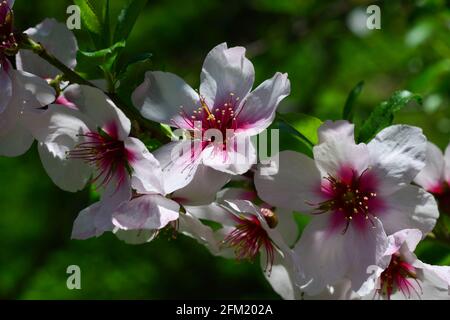 Fond de printemps en fleur d'amande. Beau printemps rose fleurs tendres . Gros plan sur les amandes roses. Heure de printemps . Fleurs roses aiguisées et défosées Banque D'Images