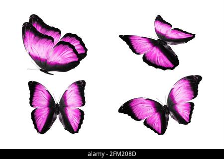 un ensemble de papillons colorés est isolé sur fond blanc. papillons tropicaux. insectes volants. Photo de haute qualité Banque D'Images