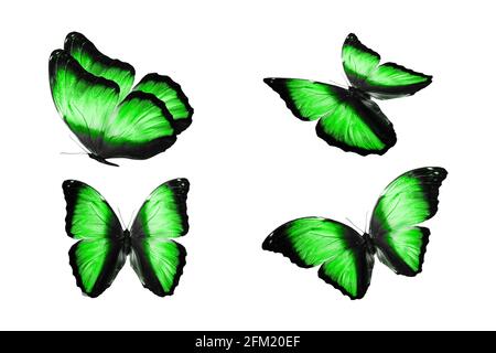 un ensemble de papillons colorés est isolé sur fond blanc. papillons tropicaux. insectes volants. Photo de haute qualité Banque D'Images