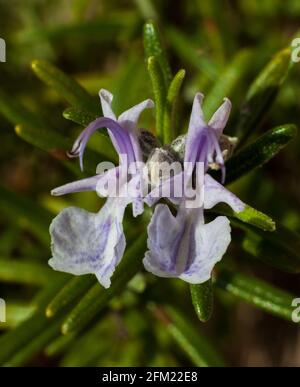 Gros plan de deux fleurs de romarin - Salvia rosmarinus s'asseoir sur un fond de feuilles vertes Banque D'Images