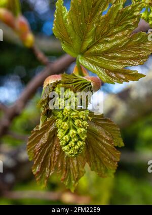 Les feuilles et les fleurs d'un arbre sycomore s'ouvrent au printemps Banque D'Images