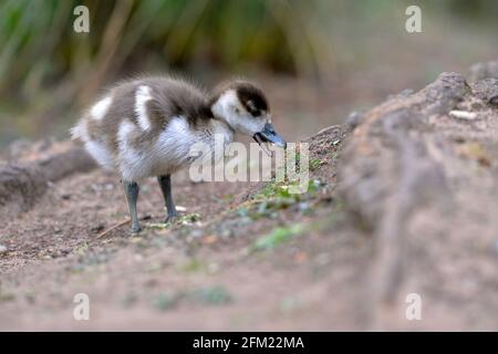 Nottingham, Notinghamshire Royaume-Uni 28 avril 2021. Actualités au Royaume-Uni. Oies égyptiennes au parc Wollaton dans le Nottinghamshire. Alex Hannam/Alamy Live News Banque D'Images