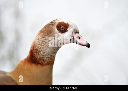 Nottingham, Notinghamshire Royaume-Uni 28 avril 2021. Actualités au Royaume-Uni. Oies égyptiennes au parc Wollaton dans le Nottinghamshire. Alex Hannam/Alamy Live News Banque D'Images