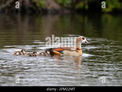 Nottingham, Notinghamshire Royaume-Uni 28 avril 2021. Actualités au Royaume-Uni. Oies égyptiennes au parc Wollaton dans le Nottinghamshire. Alex Hannam/Alamy Live News Banque D'Images