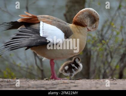 Nottingham, Notinghamshire Royaume-Uni 28 avril 2021. Actualités au Royaume-Uni. Oies égyptiennes au parc Wollaton dans le Nottinghamshire. Alex Hannam/Alamy Live News Banque D'Images