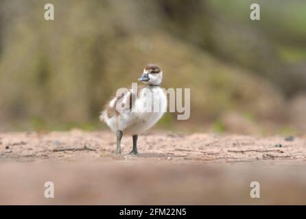 Nottingham, Notinghamshire Royaume-Uni 28 avril 2021. Actualités au Royaume-Uni. Oies égyptiennes au parc Wollaton dans le Nottinghamshire. Alex Hannam/Alamy Live News Banque D'Images