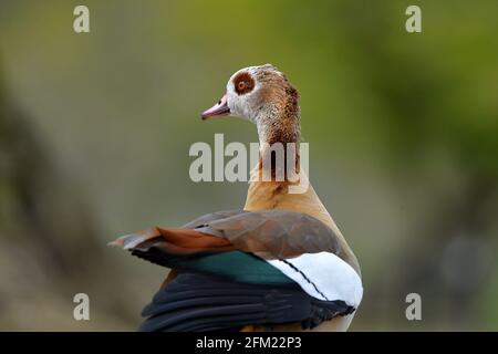 Nottingham, Notinghamshire Royaume-Uni 28 avril 2021. Actualités au Royaume-Uni. Oies égyptiennes au parc Wollaton dans le Nottinghamshire. Alex Hannam/Alamy Live News Banque D'Images