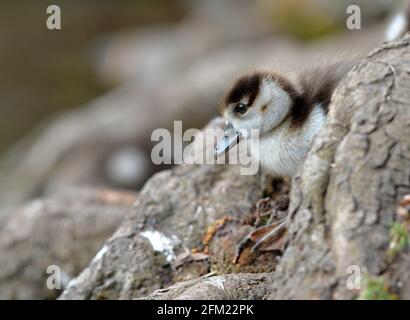 Nottingham, Notinghamshire Royaume-Uni 28 avril 2021. Actualités au Royaume-Uni. Oies égyptiennes au parc Wollaton dans le Nottinghamshire. Alex Hannam/Alamy Live News Banque D'Images