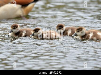 Nottingham, Notinghamshire Royaume-Uni 28 avril 2021. Actualités au Royaume-Uni. Oies égyptiennes au parc Wollaton dans le Nottinghamshire. Alex Hannam/Alamy Live News Banque D'Images