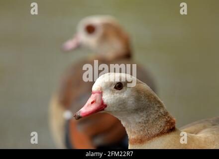 Nottingham, Notinghamshire Royaume-Uni 28 avril 2021. Actualités au Royaume-Uni. Oies égyptiennes au parc Wollaton dans le Nottinghamshire. Alex Hannam/Alamy Live News Banque D'Images