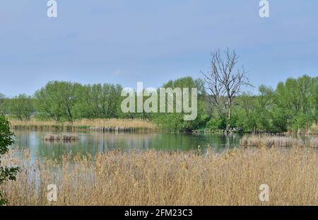 Nyirkai Hany, zone de conservation des zones humides dans le Parc National Neusiedler See en Hongrie Banque D'Images