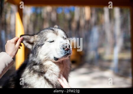 Un joli et gentil berger de Malamute d'Alaska est assis dans une enceinte derrière des bars et regarde avec des yeux intelligents. Volière intérieure. Le chien est actionné par Banque D'Images