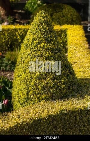 Buxus sempervirens en forme de forme (topiaire), boîte commune, boîte européenne Banque D'Images