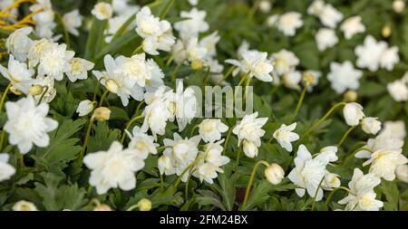 Anemone nemorosa à double fleur 'Flore Pleno' (anemone de bois) au printemps, Banque D'Images