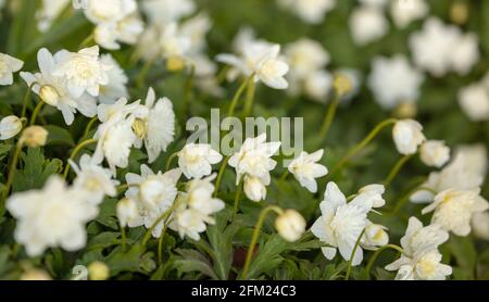 Anemone nemorosa à double fleur 'Flore Pleno' (anemone de bois) au printemps, Banque D'Images