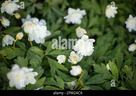 Anemone nemorosa à double fleur 'Flore Pleno' (anemone de bois) au printemps, Banque D'Images