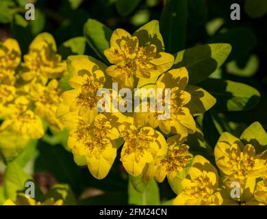 Euphorbia Epithymoides – majeure, Banque D'Images