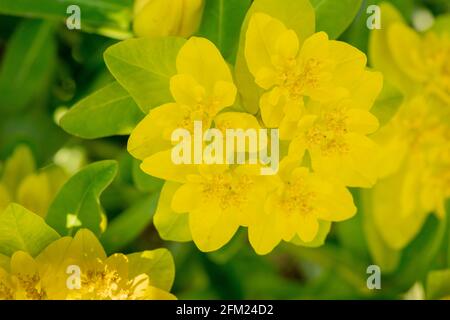 Euphorbia Epithymoides – majeure, Banque D'Images