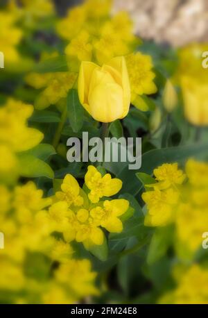 Fleurs de printemps jaunes, Tulipa - Or fort et Euphorbia Epaithymoides - majeur croissant ensemble Banque D'Images