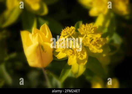 Fleurs de printemps jaunes, Tulipa - Or fort et Euphorbia Epaithymoides - majeur croissant ensemble Banque D'Images