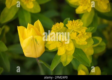 Fleurs de printemps jaunes, Tulipa - Or fort et Euphorbia Epaithymoides - majeur croissant ensemble Banque D'Images