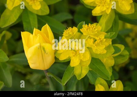 Fleurs de printemps jaunes, Tulipa - Or fort et Euphorbia Epaithymoides - majeur croissant ensemble Banque D'Images