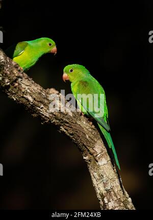 Une paire de Parakeets simples (Brotogeris tirica) Depuis la forêt tropicale de l'Atlantique du Sud-est du Brésil Banque D'Images