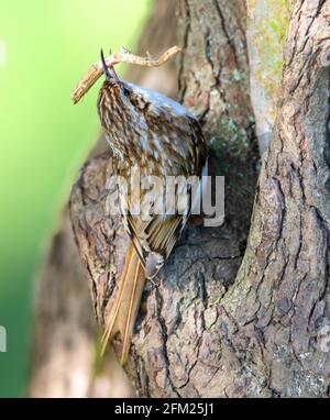 Treecreeper autour de la cavité du nid au début du printemps Banque D'Images