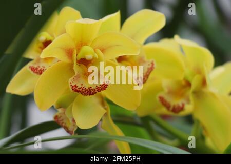 Fleurs d'orchidées jaunes. Gros plan de la belle fleur d'orchidée jaune Banque D'Images