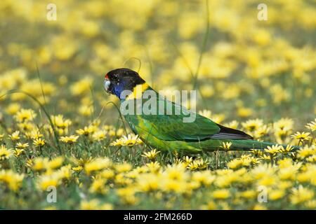 Perroquet de port Lincoln - alimentation dans le champ de Cape Weed Barardius zonarius Australie occidentale BI005876 Banque D'Images